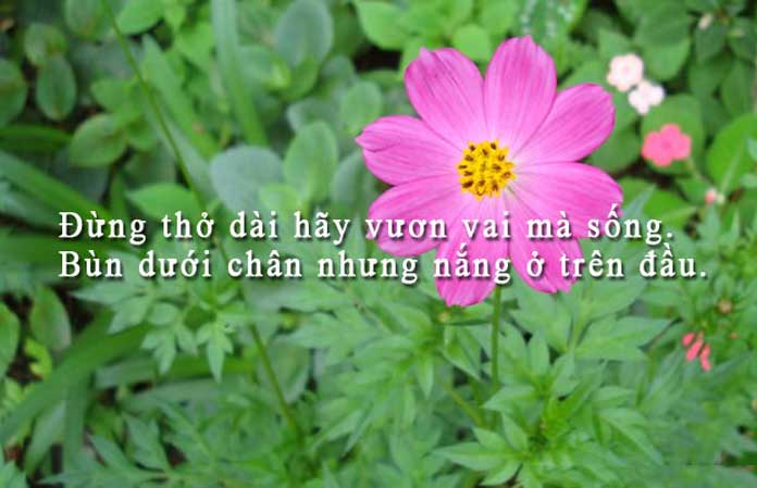 Những câu danh ngôn hay