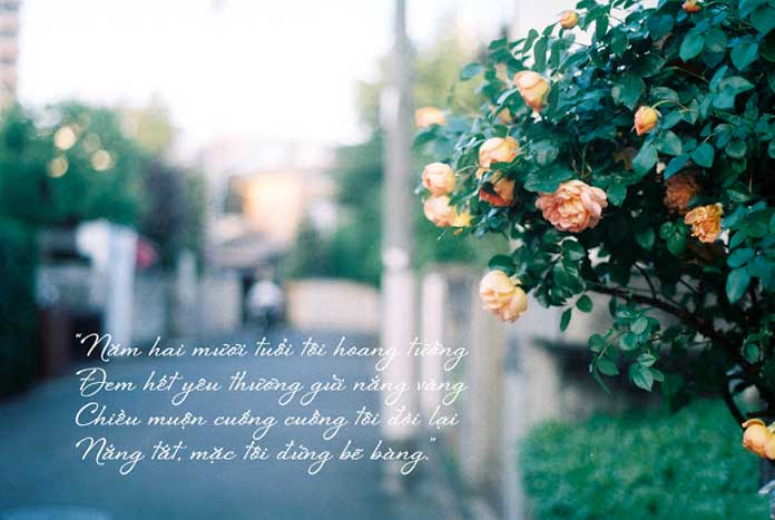 Những câu thơ hay về tình yêu